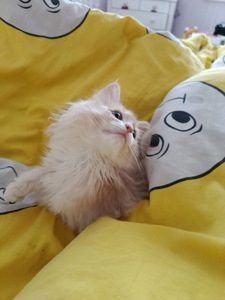 Маленький хлопчик породи Мейн-кун шукає люблячу родину