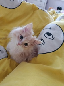 Маленький хлопчик породи Мейн-кун шукає люблячу родину