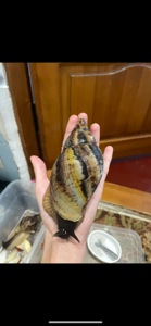 Чорноголові ахатини 15+ см