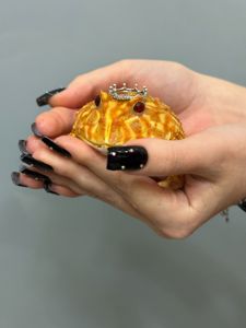 Рогатка жаба