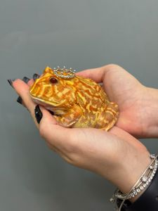 Рогатка жаба