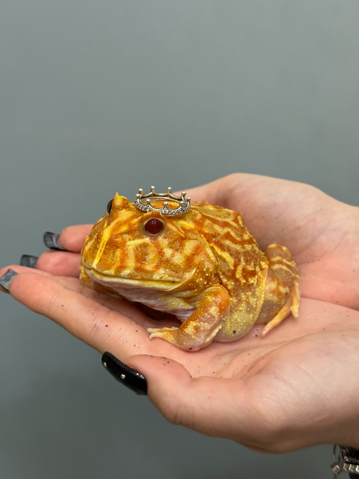 Рогатка жаба