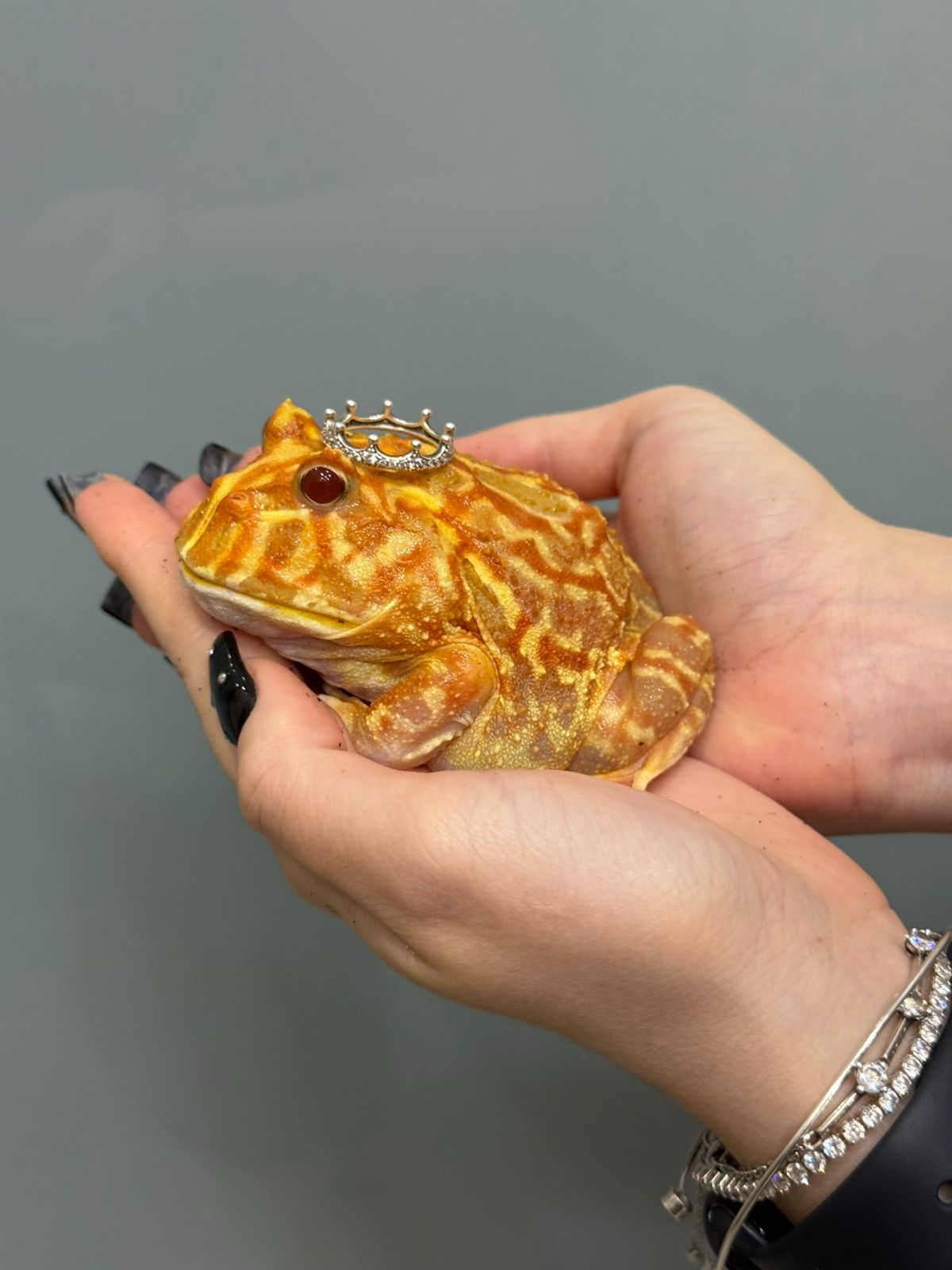 Рогатка жаба