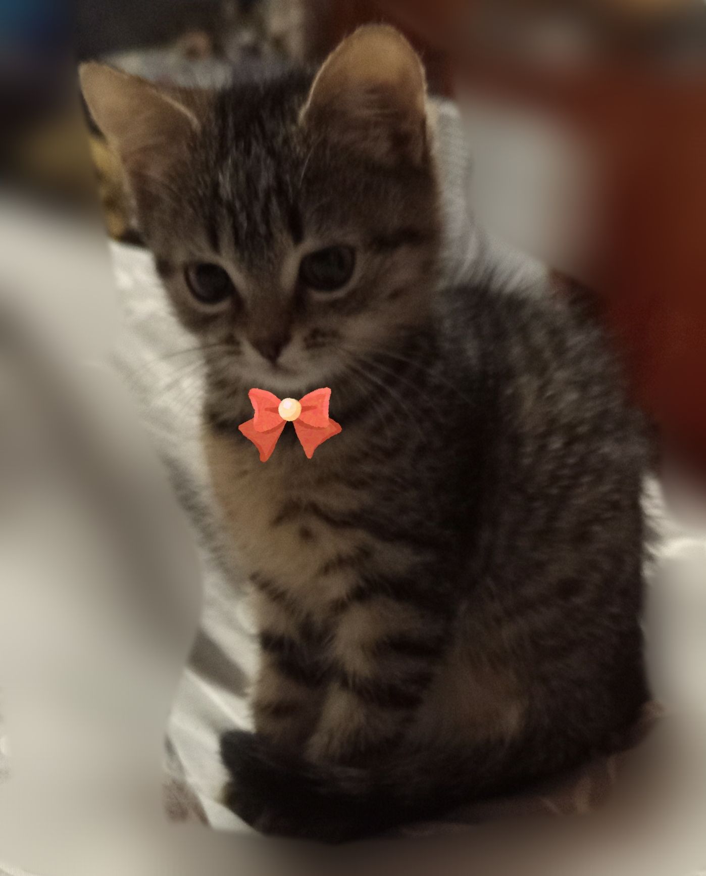 Кішечка 3,5 місяці