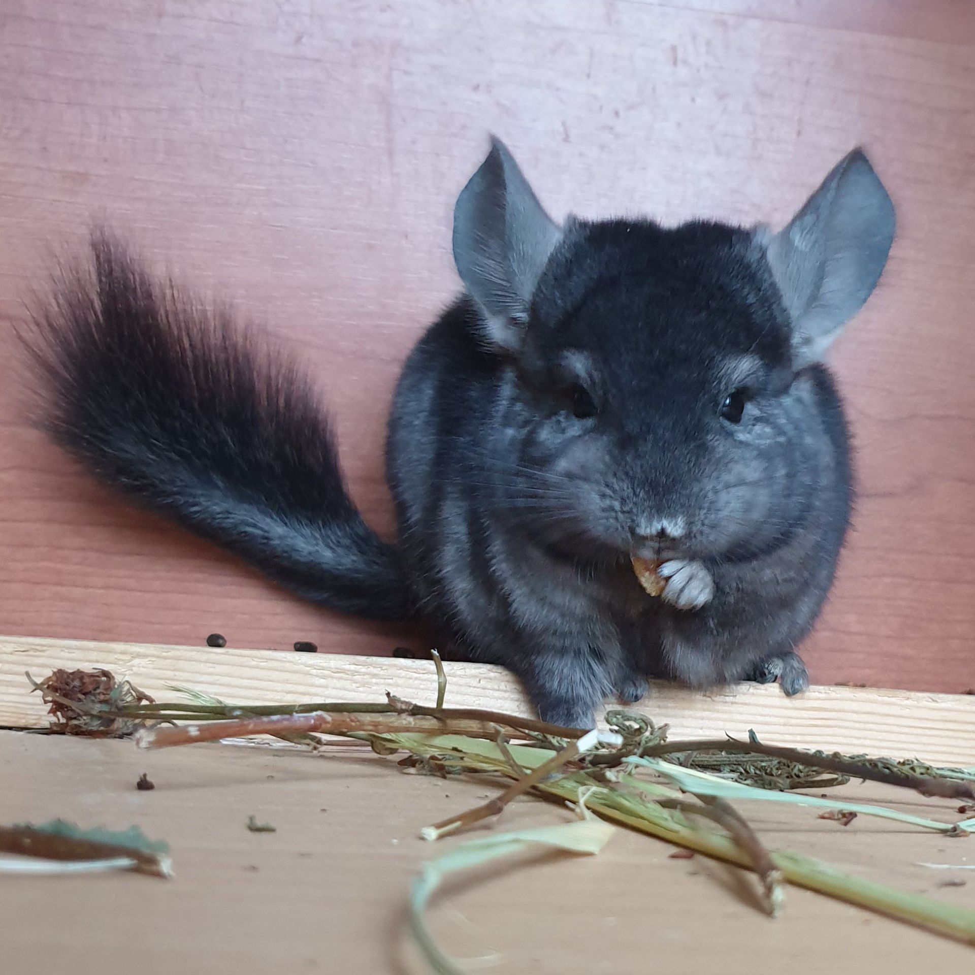 Маленький самец шиншиллы эбони