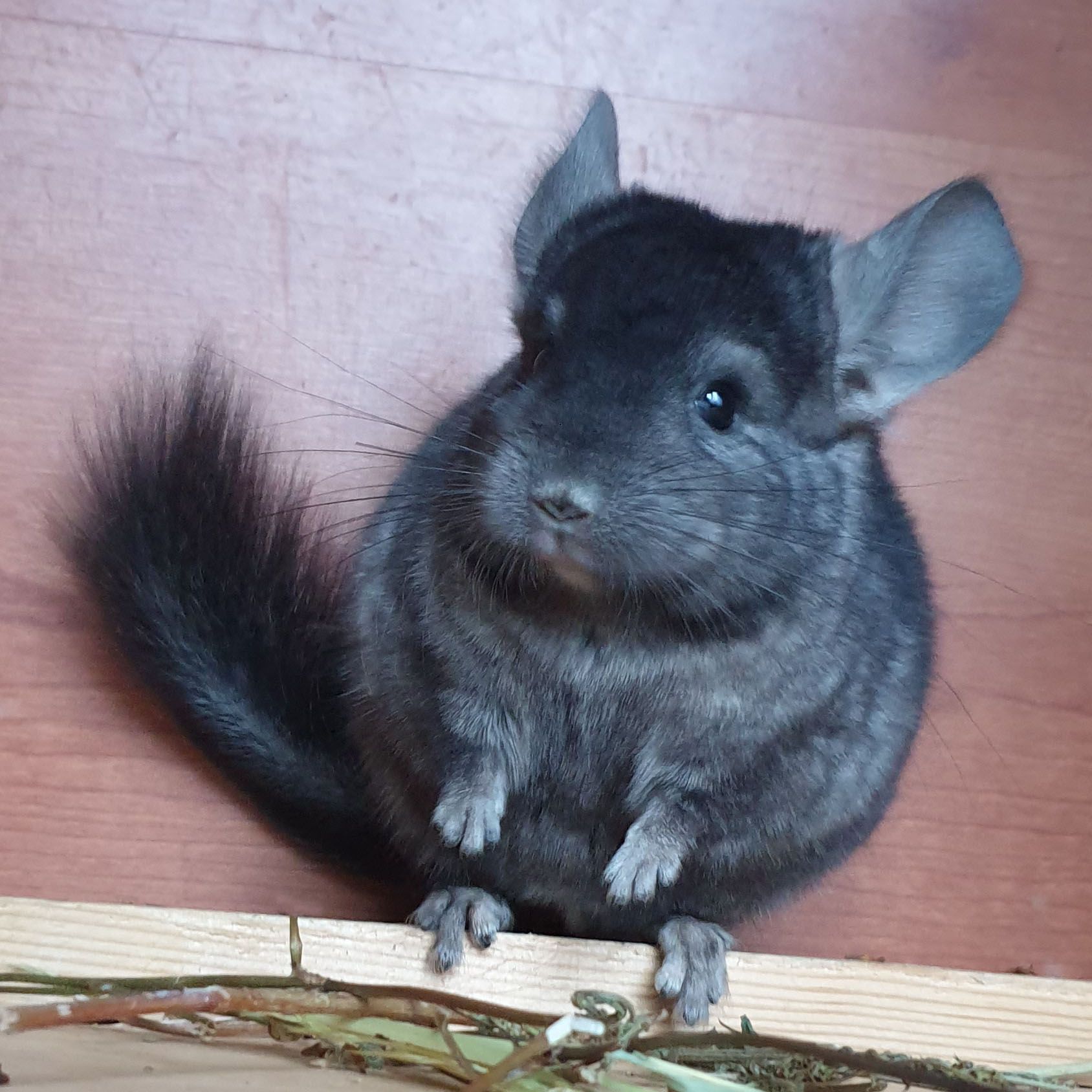 Маленький самец шиншиллы эбони