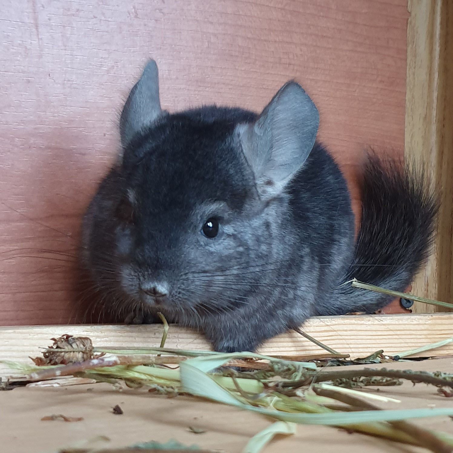 Маленький самец шиншиллы эбони