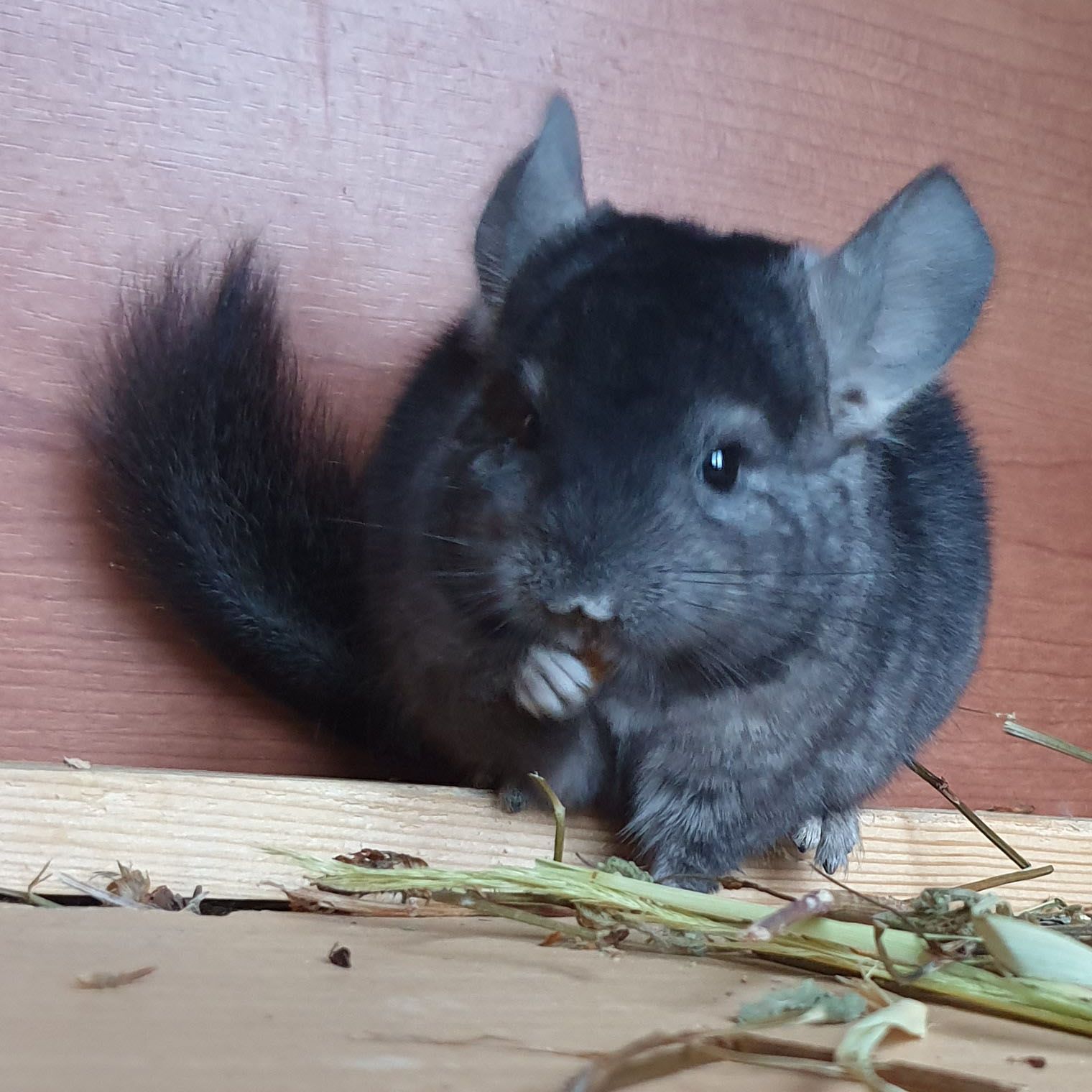 Маленький самец шиншиллы эбони