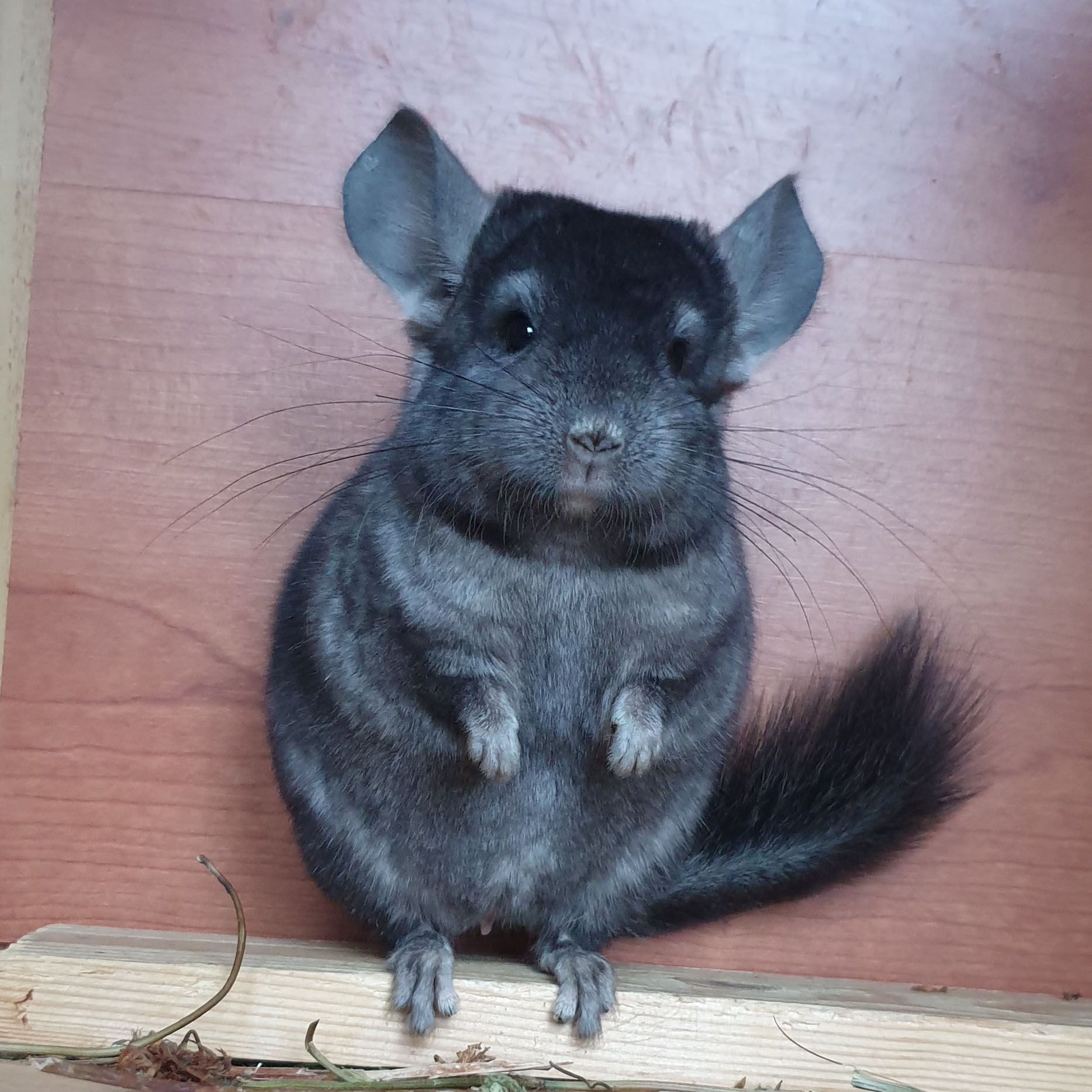 Маленький самец шиншиллы эбони