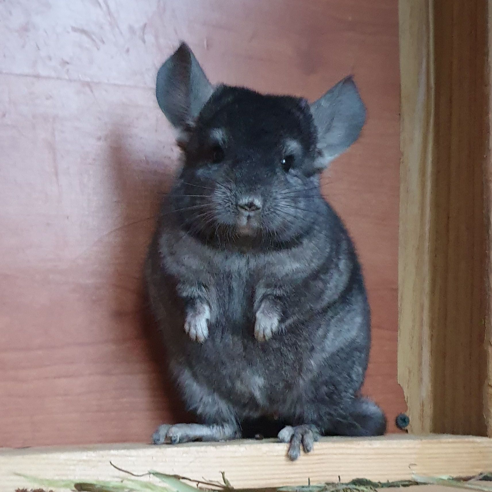 Маленький самец шиншиллы эбони