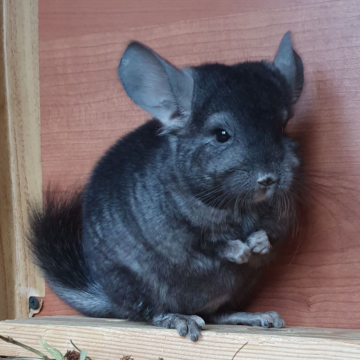 Маленький самец шиншиллы эбони