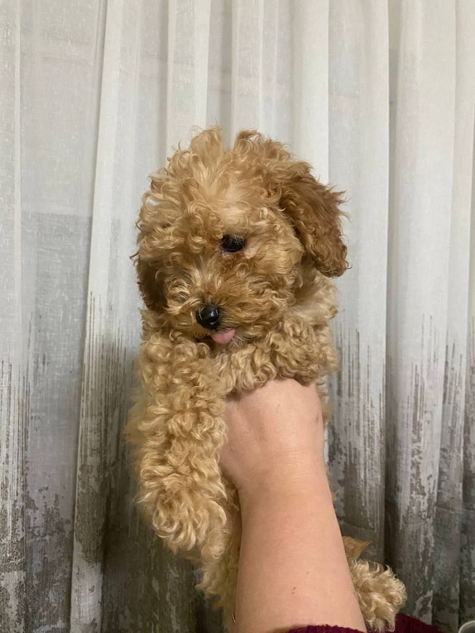 Цуценята той пуделя