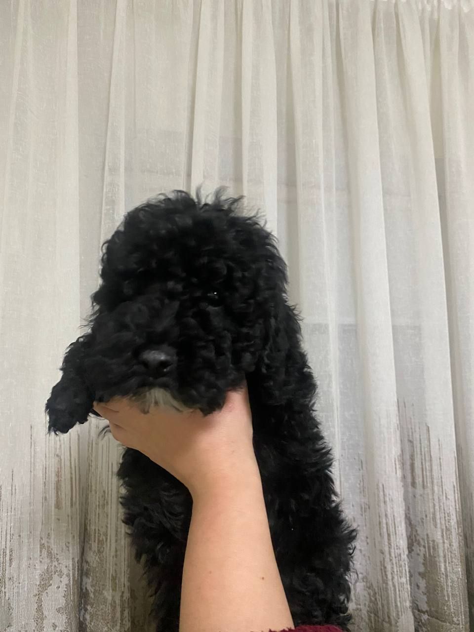 Цуценята той пуделя