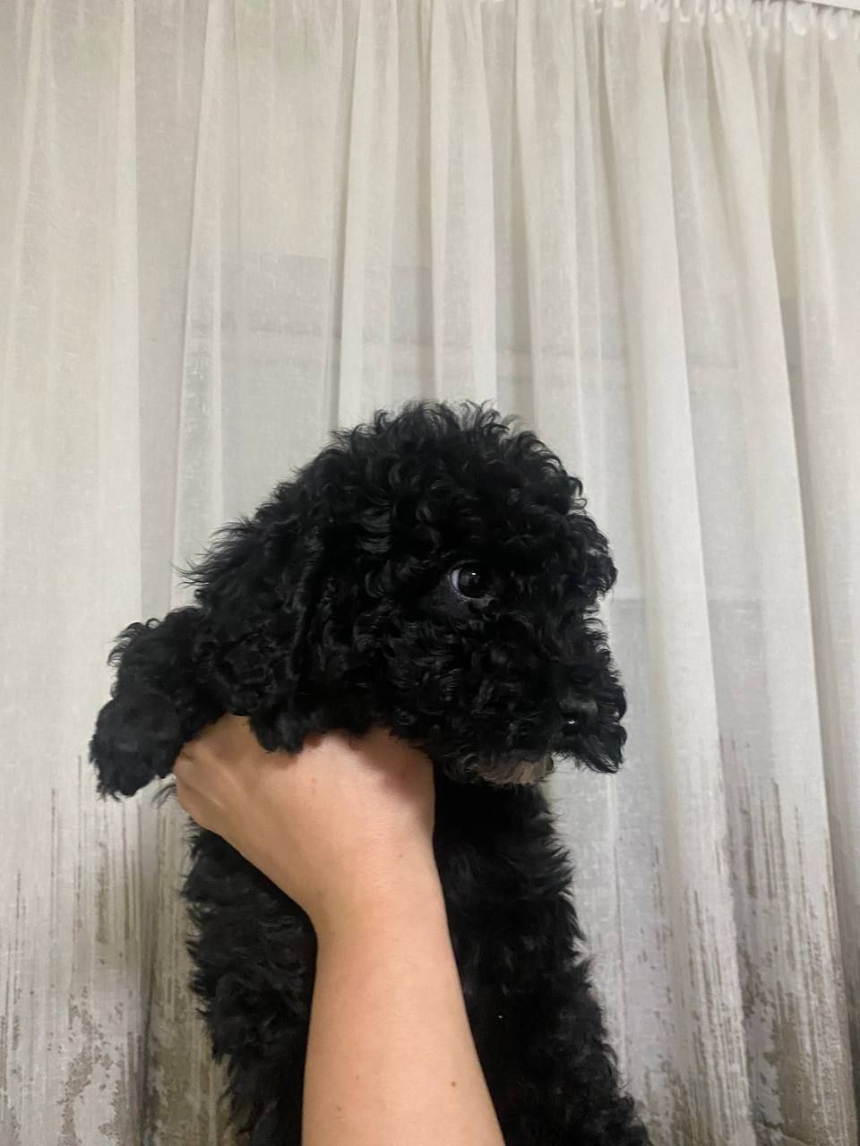 Цуценята той пуделя