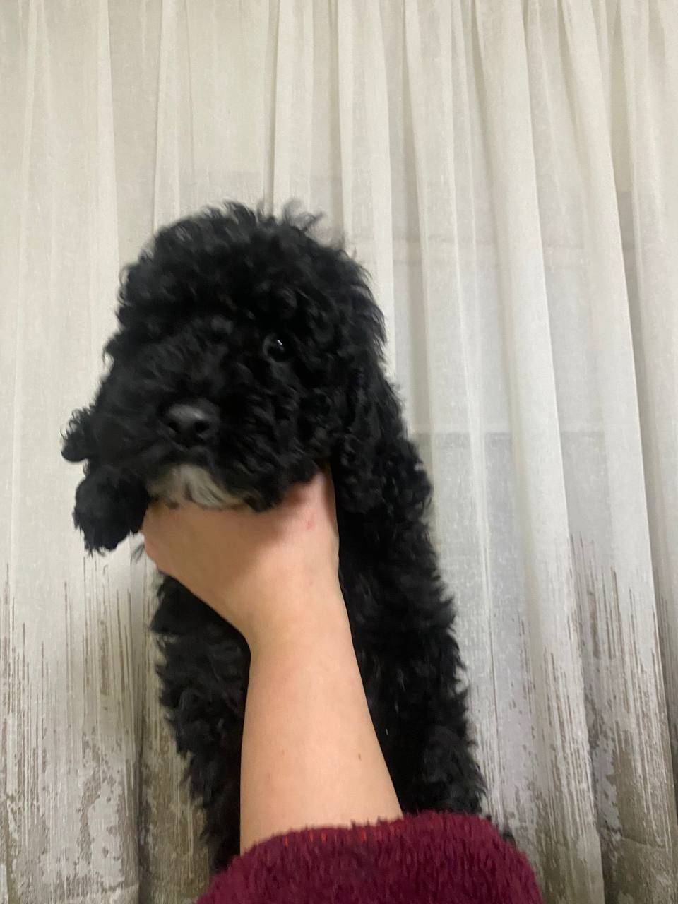 Цуценята той пуделя