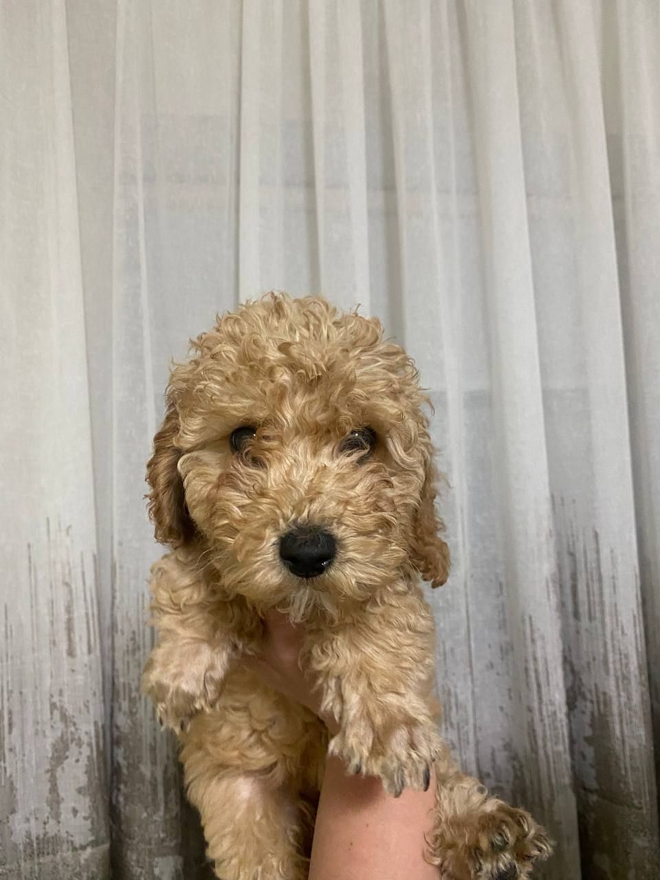 Цуценята той пуделя