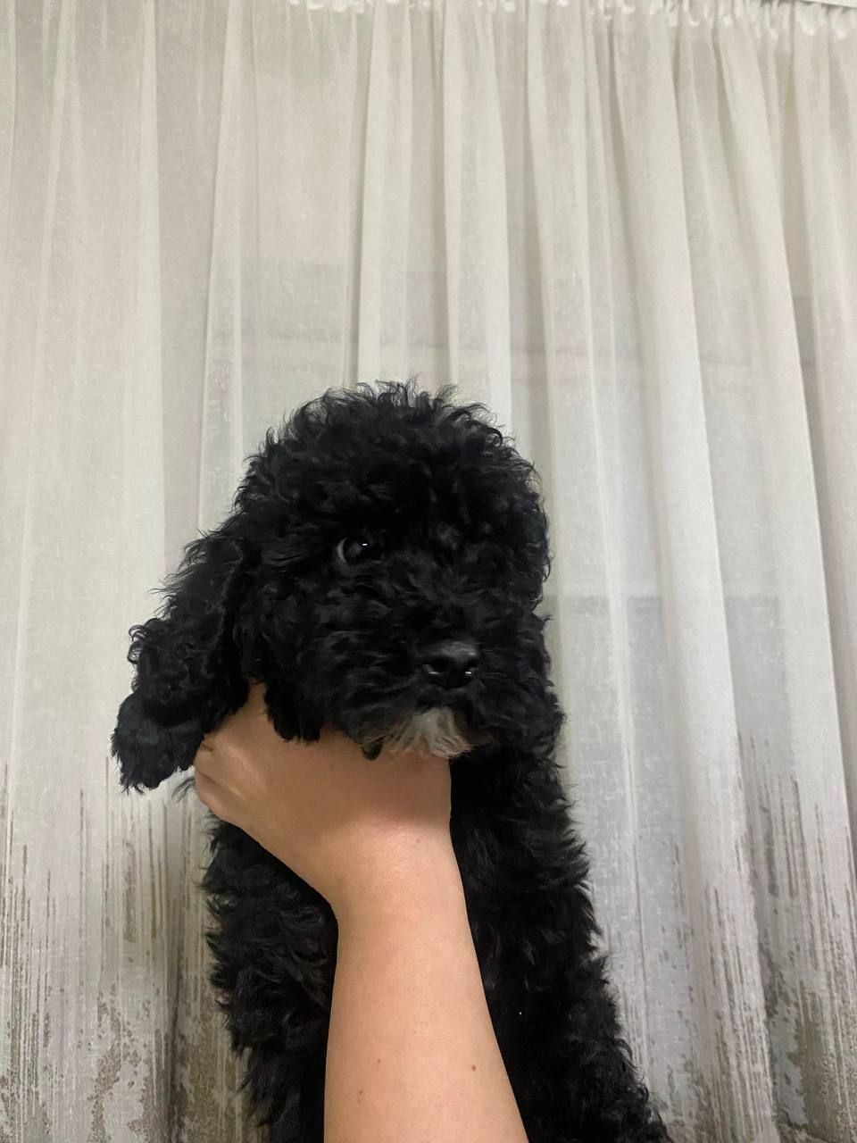 Цуценята той пуделя