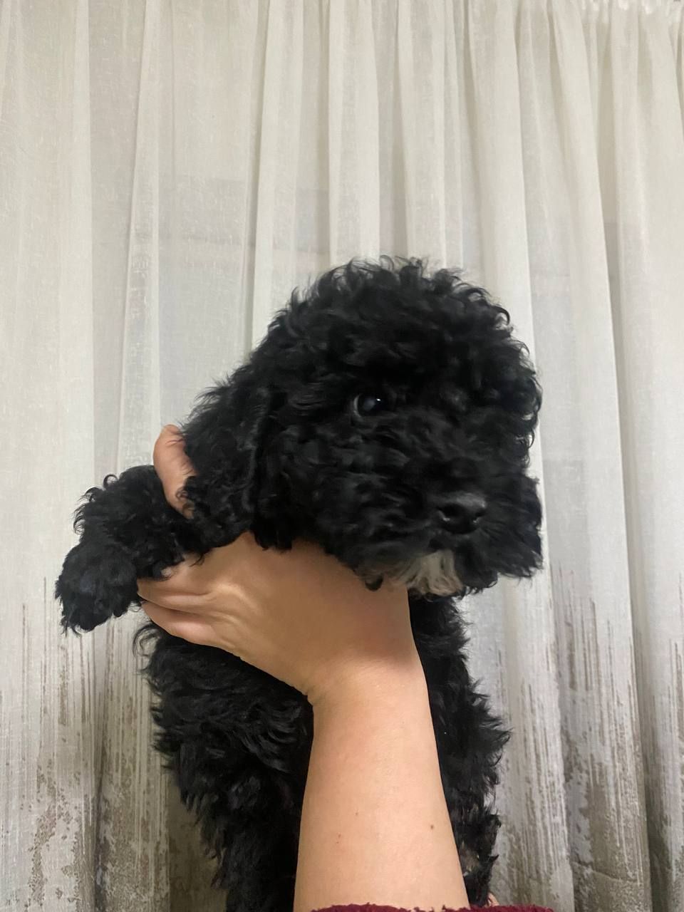 Цуценята той пуделя