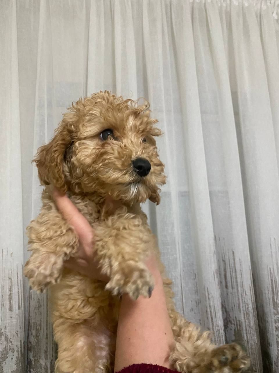 Цуценята той пуделя