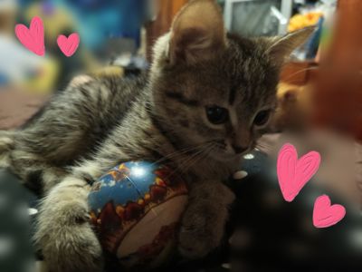 Кішечка 3,5 місяці