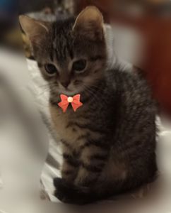 Кішечка 3,5 місяці