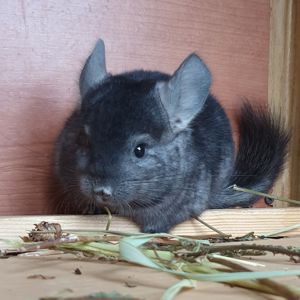 Маленький самец шиншиллы эбони