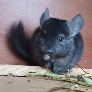 Маленький самец шиншиллы эбони