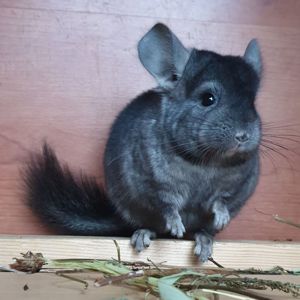 Маленький самец шиншиллы эбони