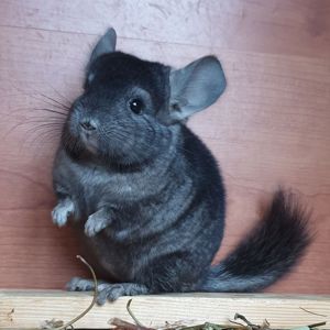 Маленький самец шиншиллы эбони