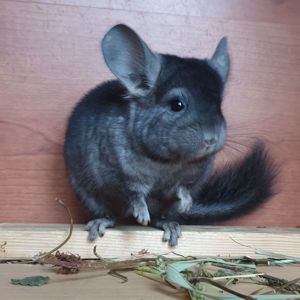 Маленький самец шиншиллы эбони