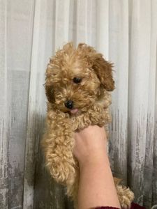 Цуценята той пуделя