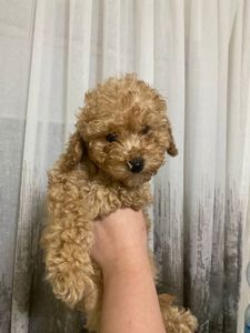 Цуценята той пуделя