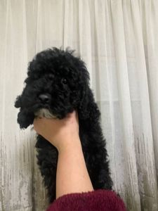 Цуценята той пуделя