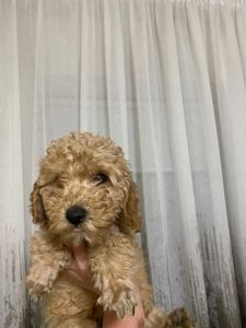 Цуценята той пуделя