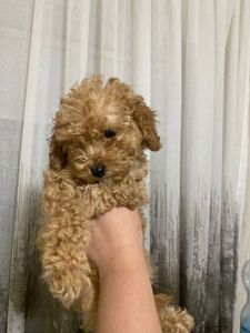 Цуценята той пуделя