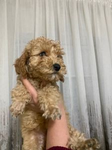 Цуценята той пуделя