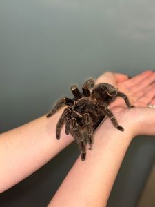 Павук лосіодора парахібана