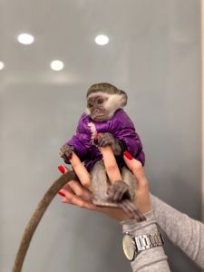 Мавпа верветка