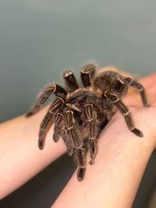 Павук лосіодора парахібана