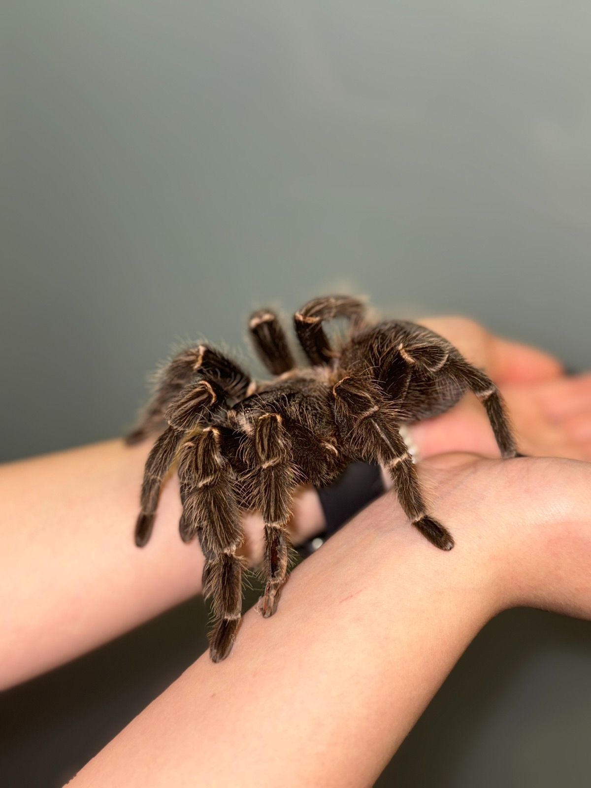 Павук лосіодора парахібана