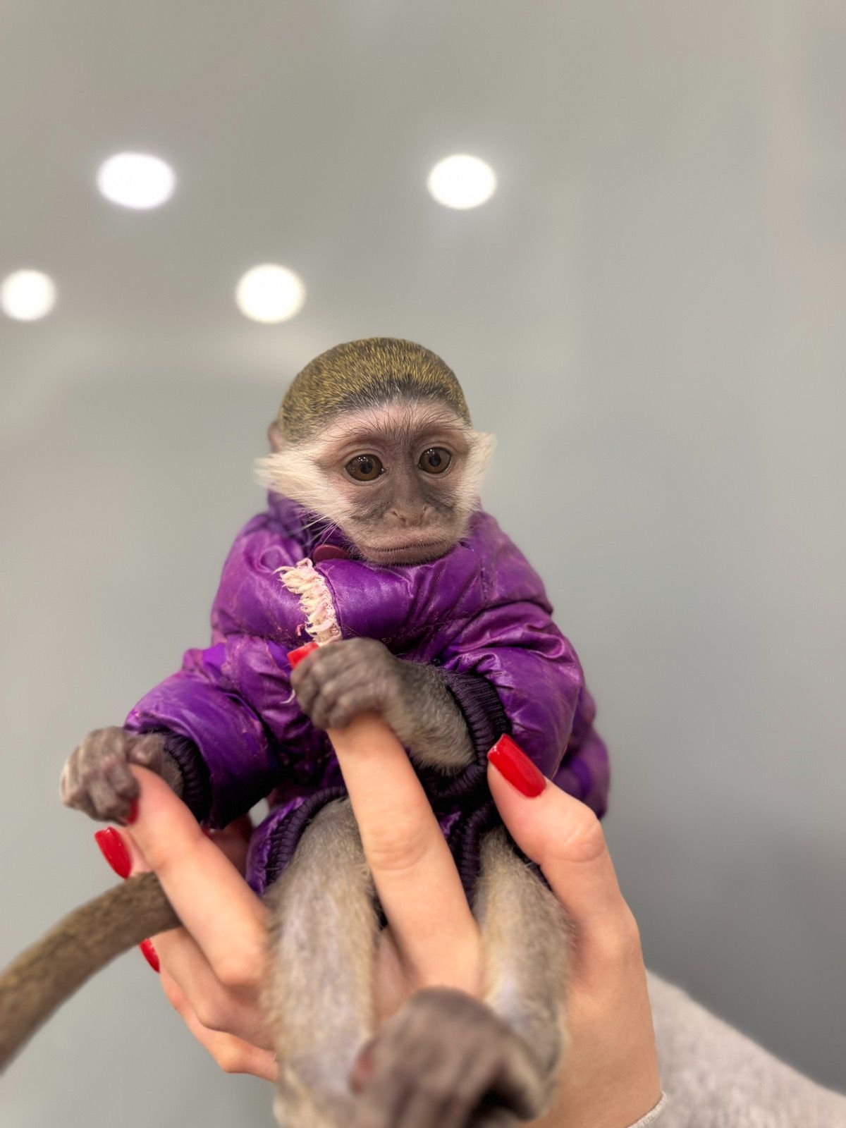 Мавпа верветка