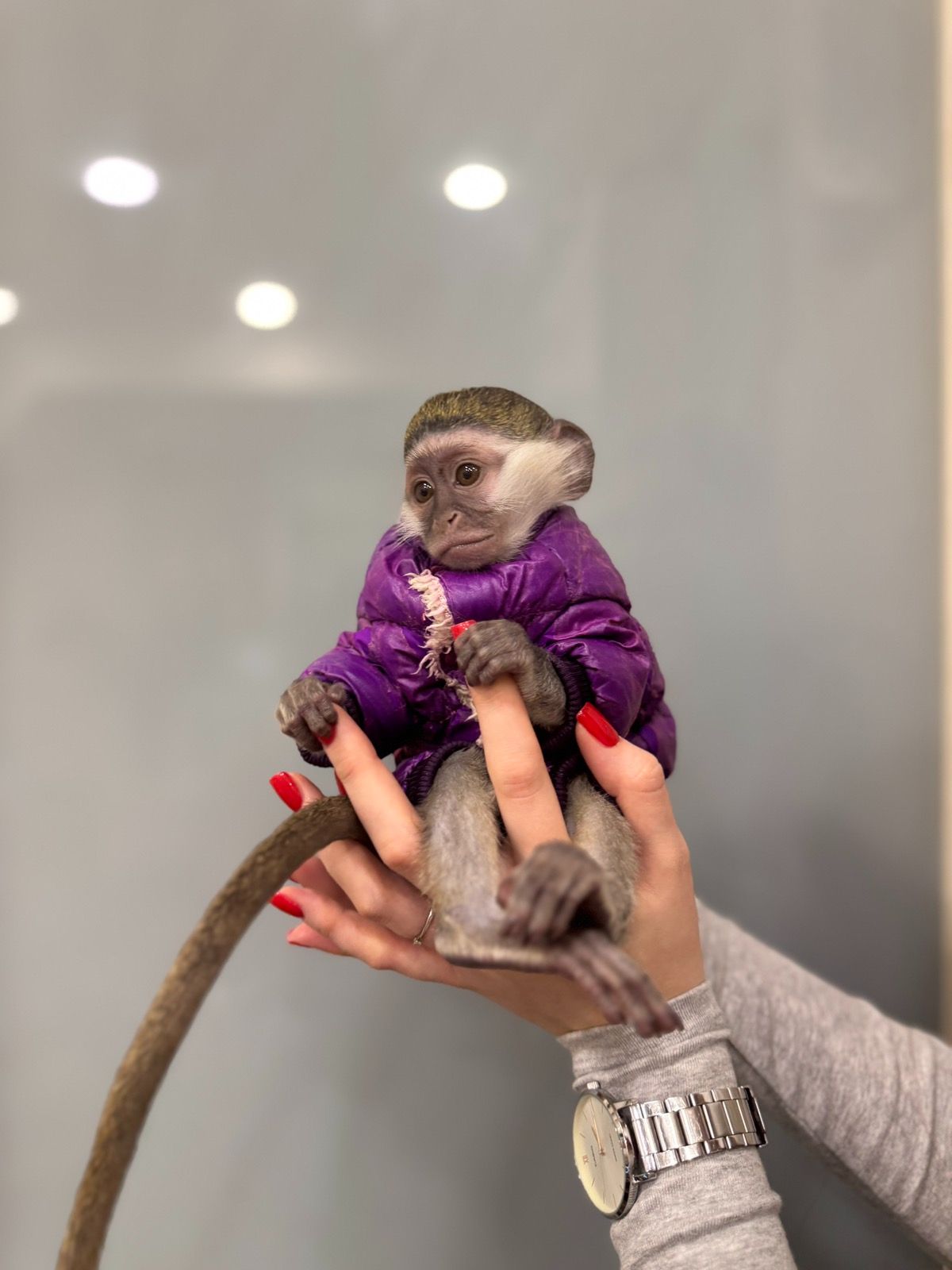 Мавпа верветка