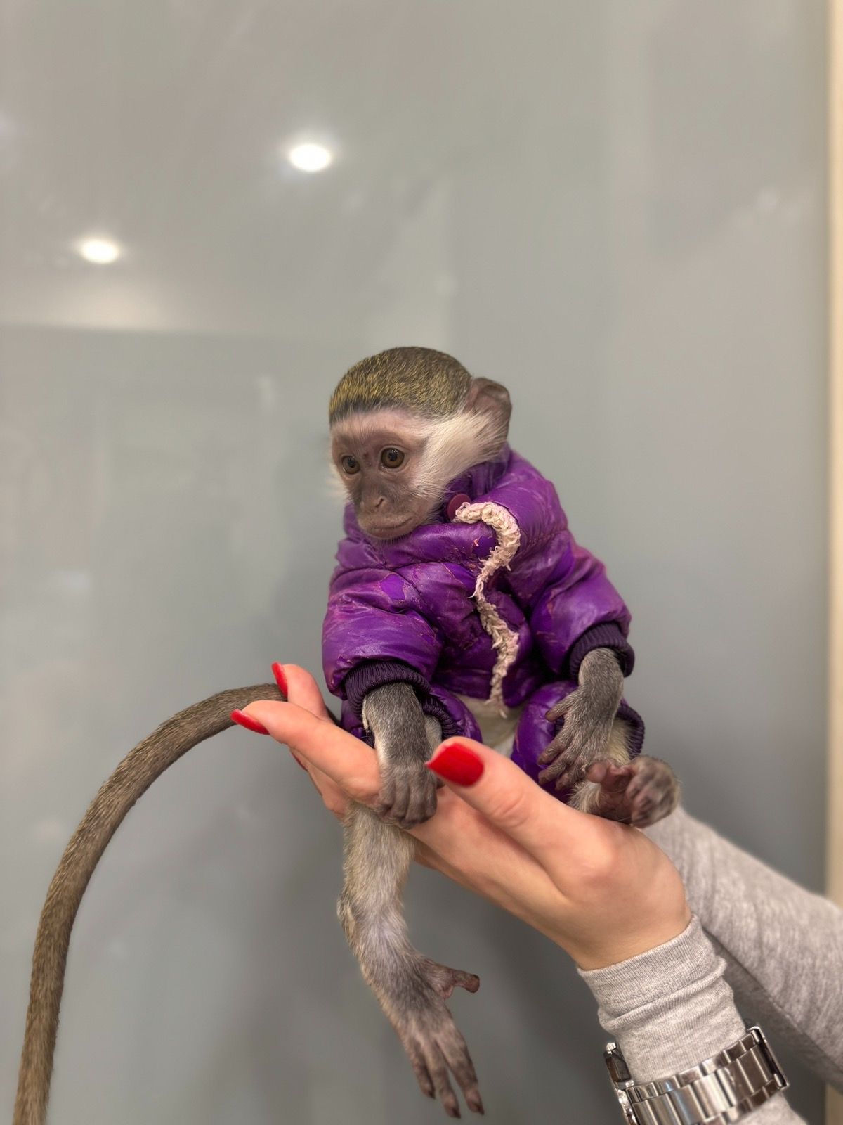 Мавпа верветка