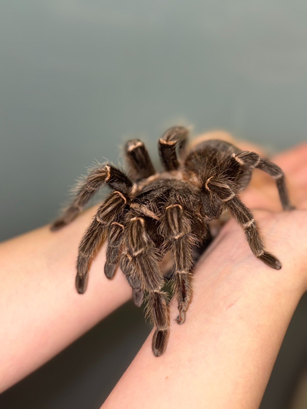 Павук лосіодора парахібана