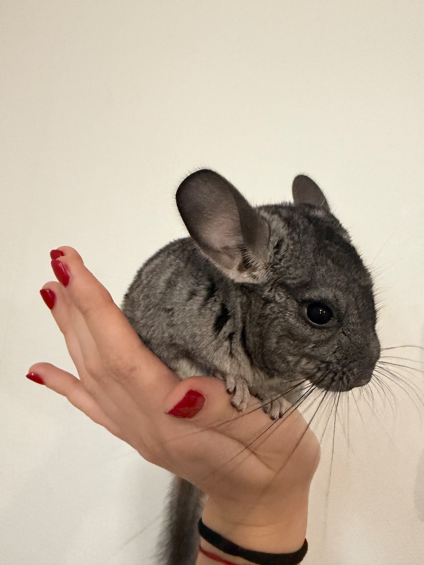 Дівчинка шиншилка