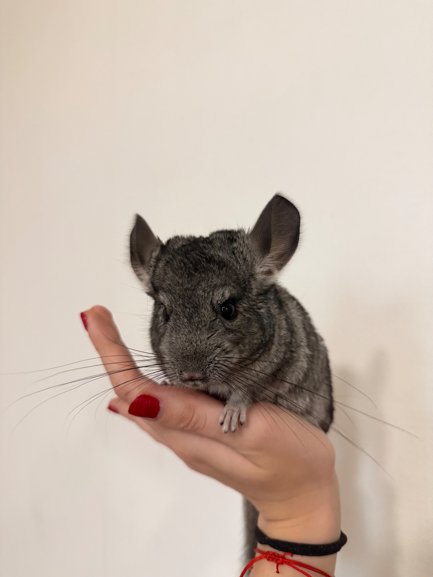 Дівчинка шиншилка