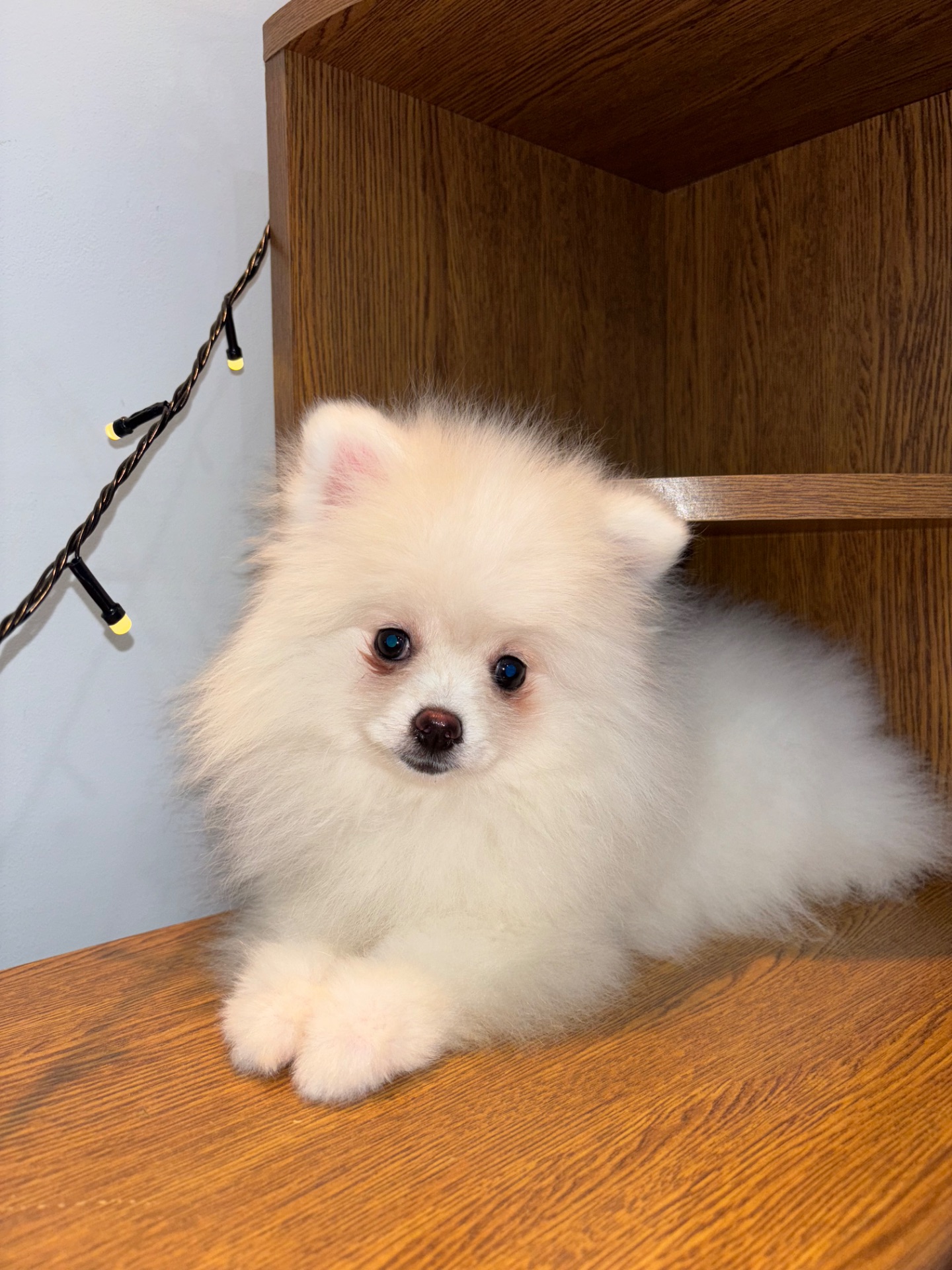 Цуценята померанського шпіца