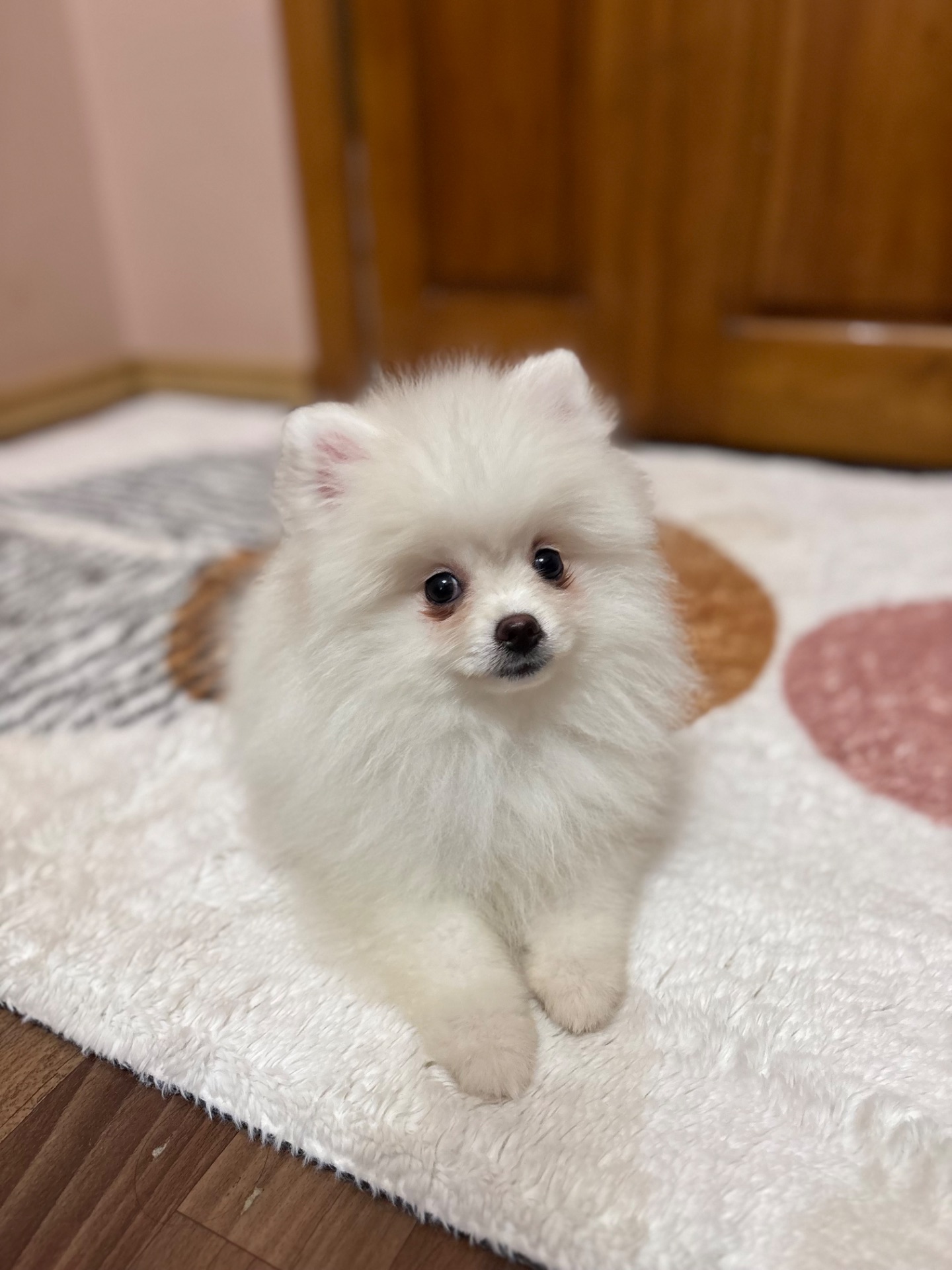 Цуценята померанського шпіца