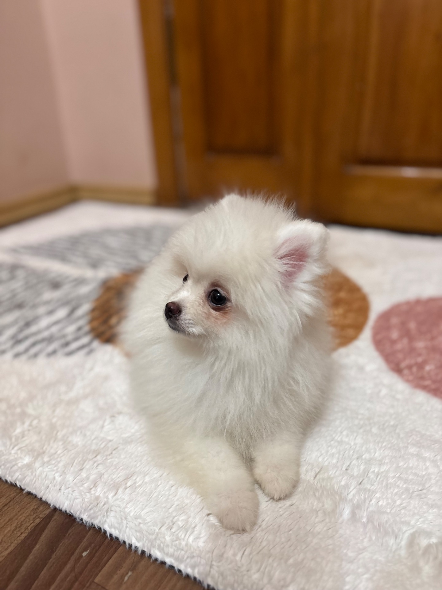 Цуценята померанського шпіца