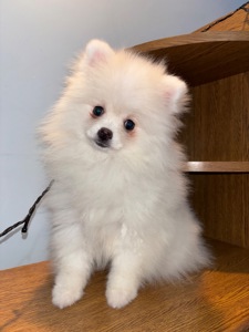 Цуценята померанського шпіца